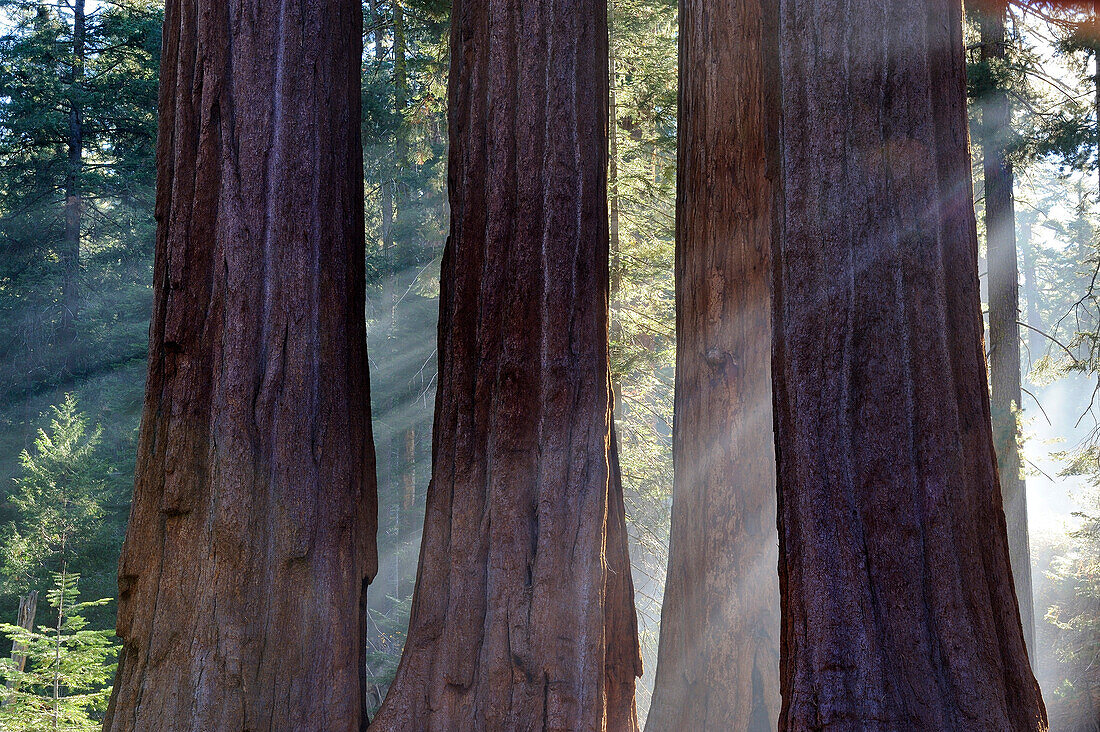 TRUNKS OF GIANT SEQUOIA TREES (SEQUOIADENDRON GIGANTEUM), SEQUOIA NATIONAL PARK, CALIFORNIA, USA