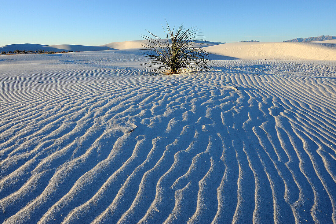 SOAPTREE YUCCA (YUCCA ELATA) IN GYPSUM SAND, WHITE SANDS NATIONAL MONUMENT, NEW MEXICO, USA