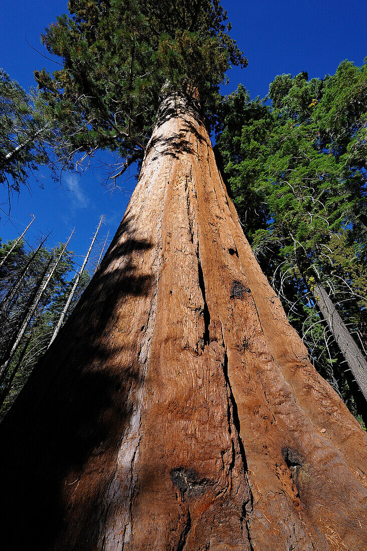 GIANT SEQUOIA TREE (SEQUOIADENDRON GIGANTEUM), MARIPOSA GROVE, YOSEMITE NATIONAL PARK, CALIFORNIA, USA