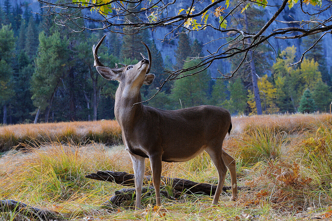 IN YOSEMITE VALLEY, YOSEMITE NATIONAL PARK, CALIFORNIA, USA