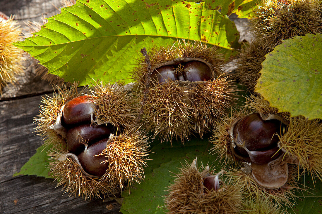 Composition of chestnuts in their bugs and leaves