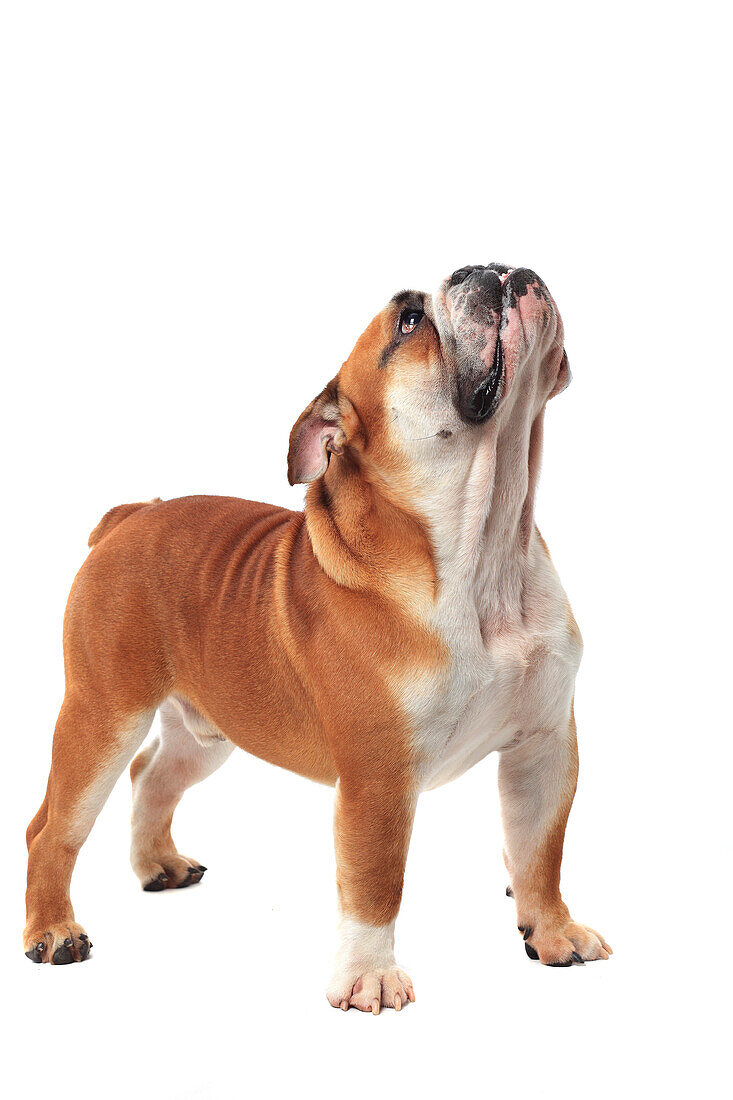 France, English bulldog on white background.