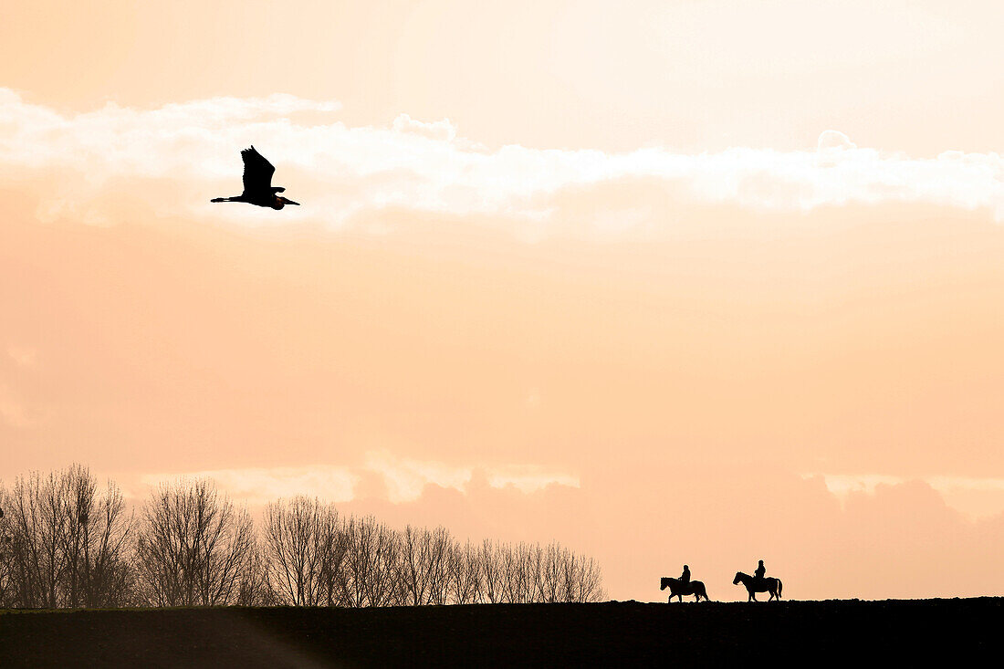 Seine et Marne. Rozay en Brie region. Women during a horse riding in the countryside. Ash being heron across the sky.