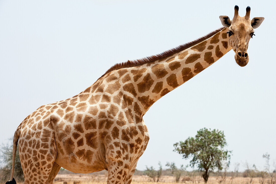 'a subspecies of giraffe which in 19th C was found in Sahel Regions of West Africa; Southwest NIger, Last herd of endangered (IUCN 3.1) West African Giraffe (Giraffa Camelopardalis Peralta)'
