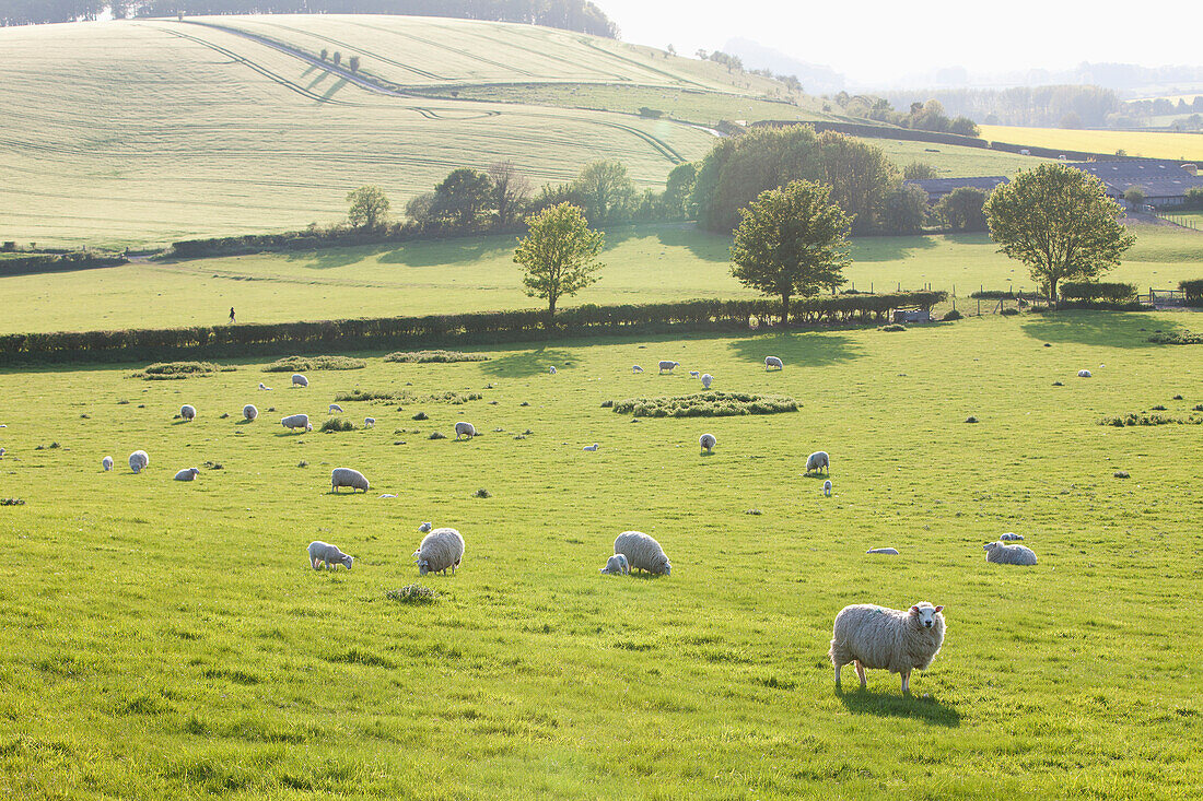 'Sheep grazing in a field; Kingston Deverill, West Wiltshire, England'