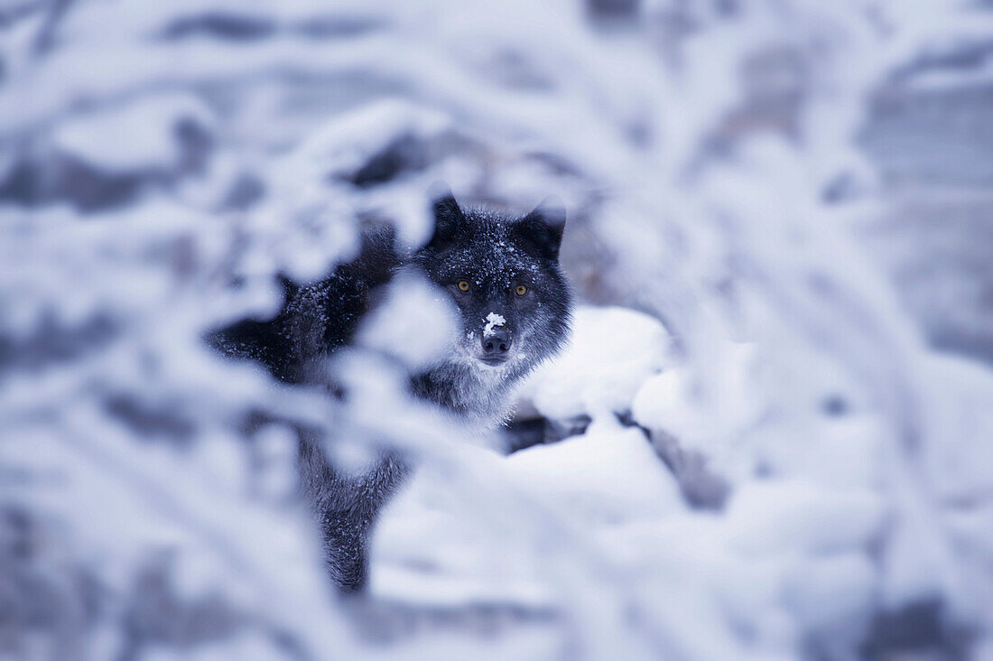 Lone Wolf In Snow