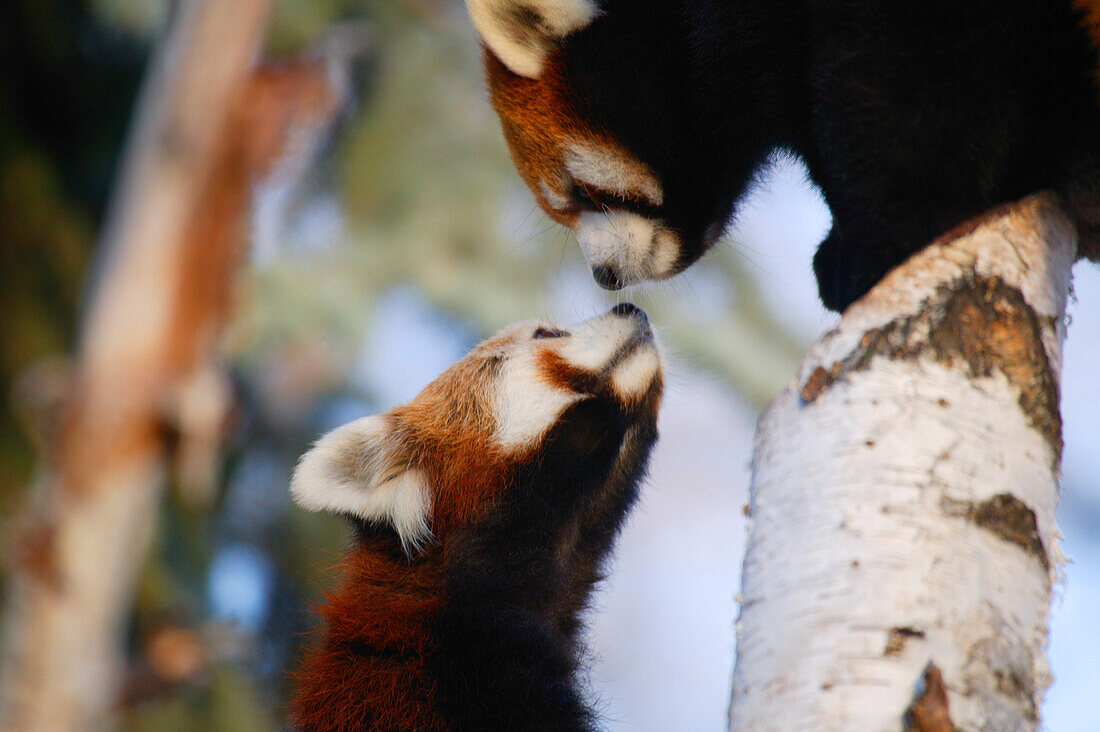 Pair Of Red Pandas