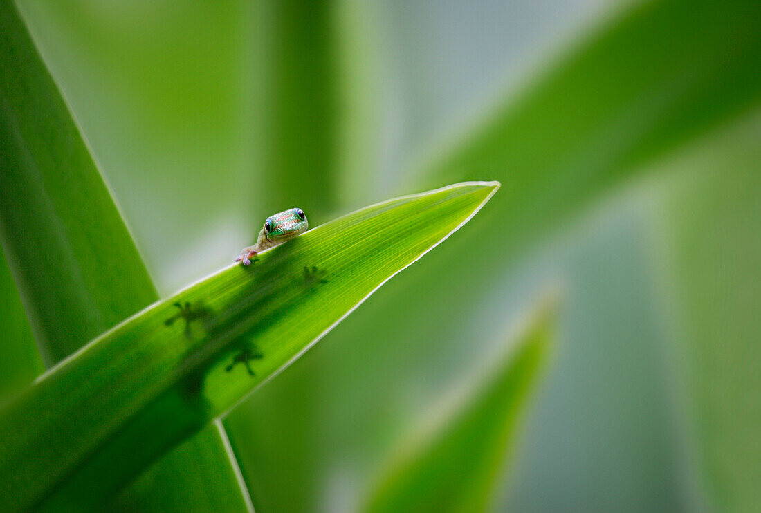 Tiny Gecko On Leaf Spear