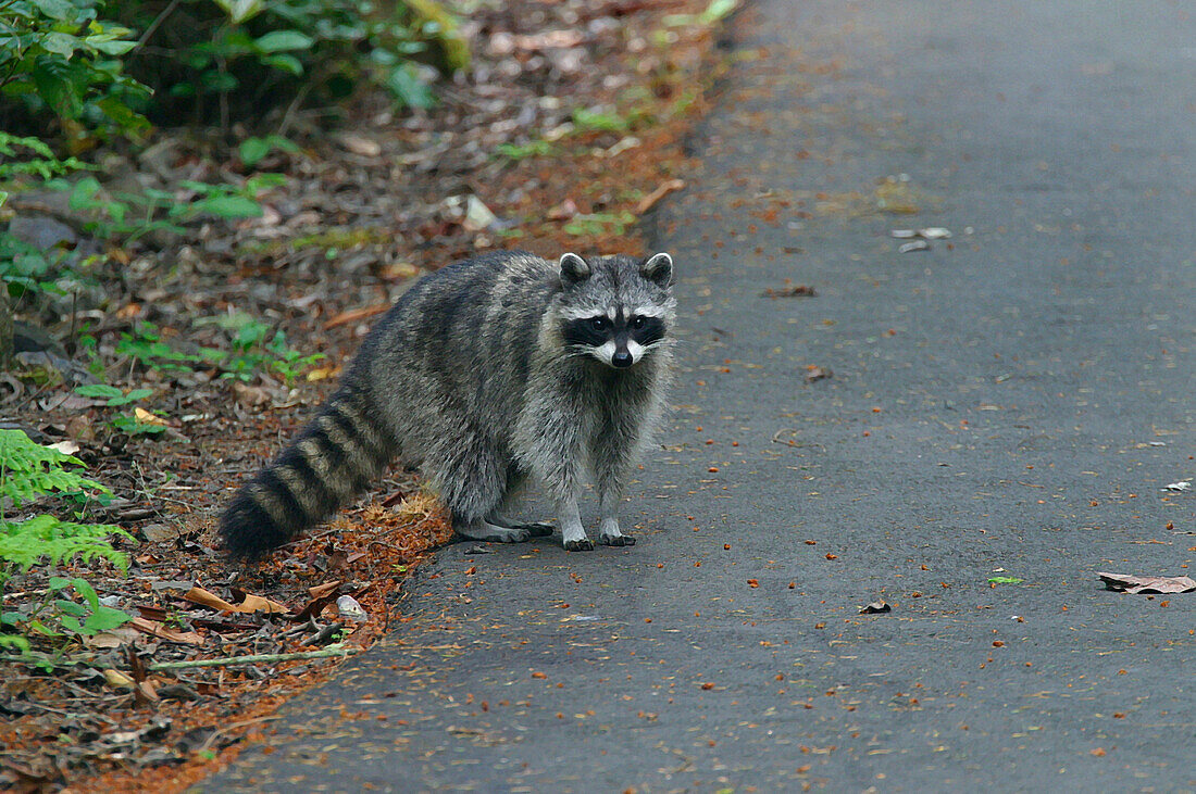 An Inquisitive Raccoon