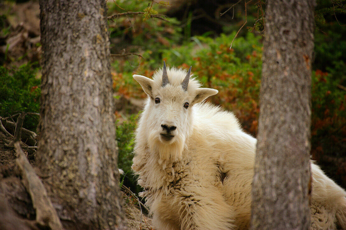 Mountain Goat