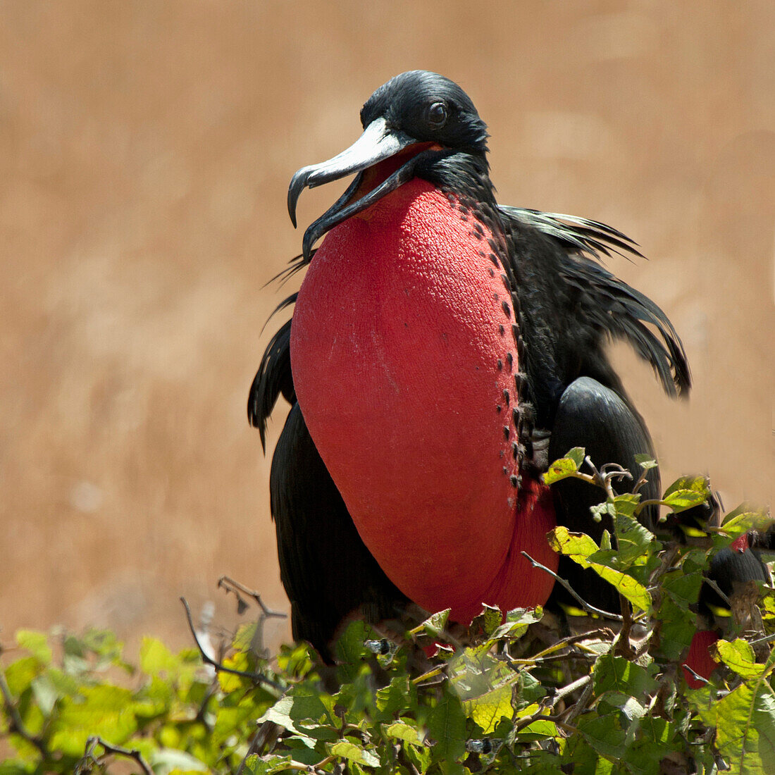 'Frigatebird With An Inflated Red Throat Pouch; Galapagos, Equador'