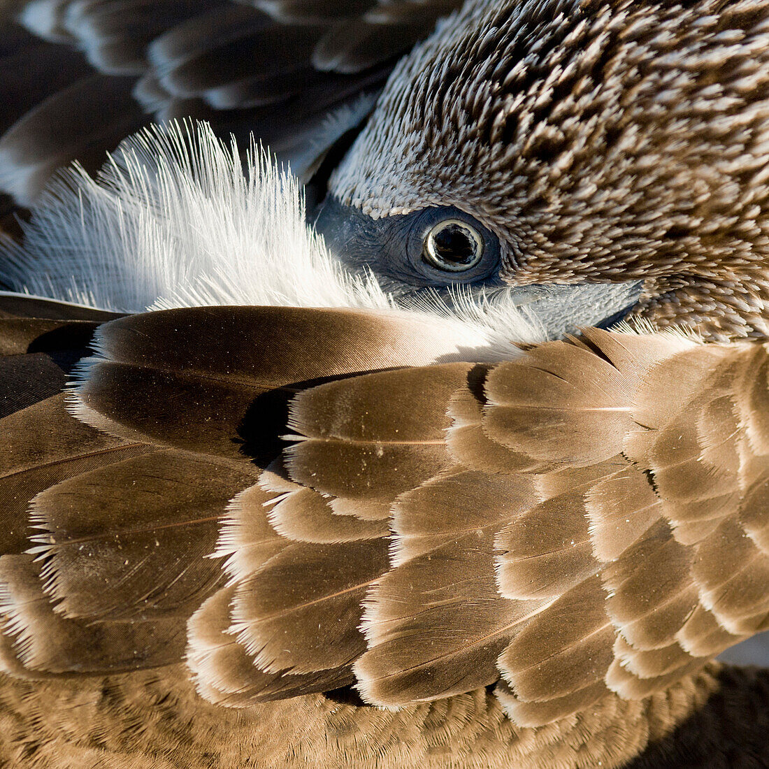 'Blue-Footed Booby (Sula Nebouxii); Galapagos, Equador'