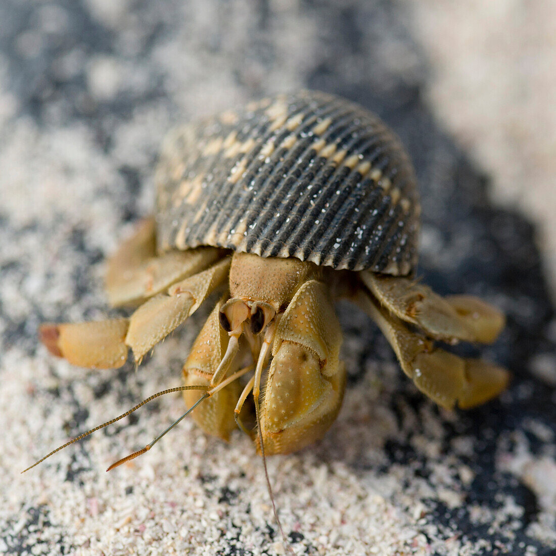 'A Snail Coming Out A It's Shell On The Sand; Galapagos, Equador'