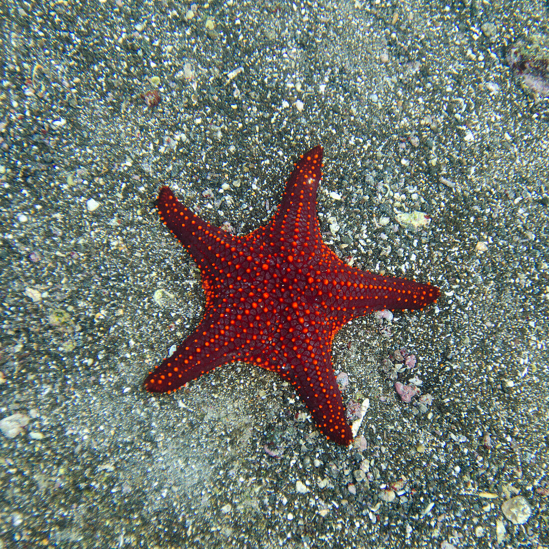 'A Red Starfish; Galapagos, Equador'