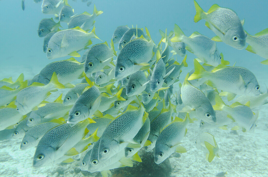 'Yellow-Tailed Grunt Fish (Anisotremus Interruptus); Galapagos, Equador'