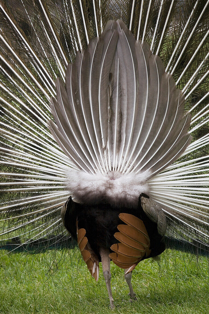 'Close-Up Of The Rear Of A Peacock With Feathers Fanned; Calgary, Alberta, Canada'