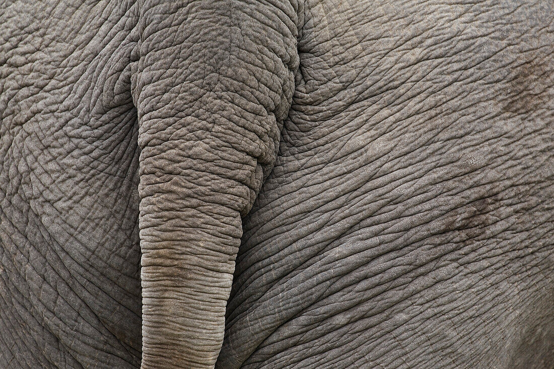 'Close-Up Of The Rear Of An Elephant; Calgary, Alberta, Canada'