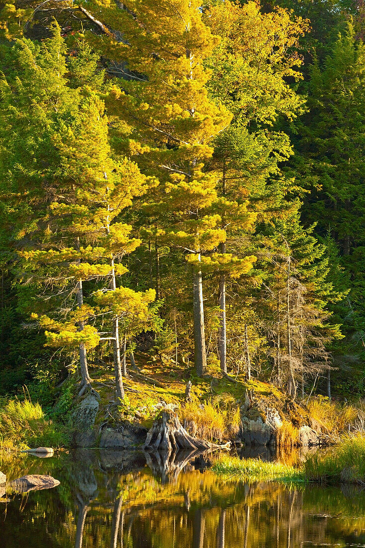 'Trees Reflected In The Late Afternoon Sun In Autumn; Orford, Quebec, Canada'
