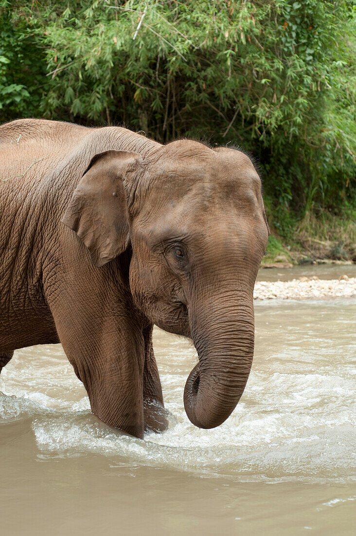 'An Asian Elephant (Elephas Maximus) Standing In Shallow Water; Chiang Mai, Thailand'
