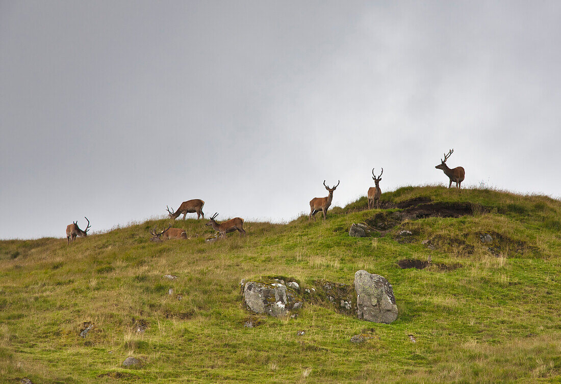 'Deers Grazing On The Top Of A Hill; Ardanmurchan Argyl, Scotland'