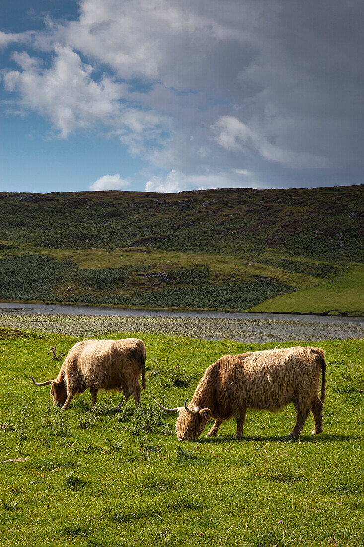 'Highland Cattle Grazing In A Field; Ardnamurchan, Argyl, Scotland'
