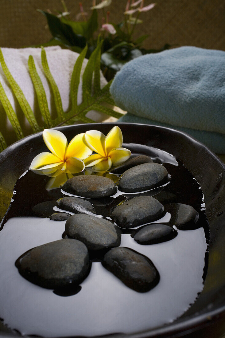 Spa Elements, Stones In Water In A Black Bowl With Plumeria Flowers, Towels And Plants In Background.