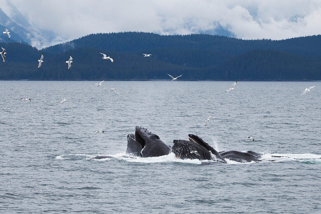 'Humpback Whales (Megaptera Novaeangliae) Bubble Net Feeding; Juneau, Alaska, United States of America'
