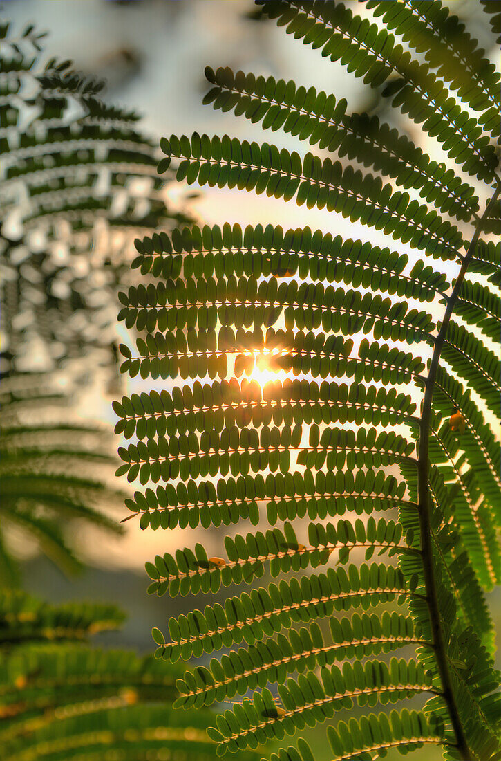 'Sun Shining Through Acacia Leaves; Chiang Mai, Thailand'