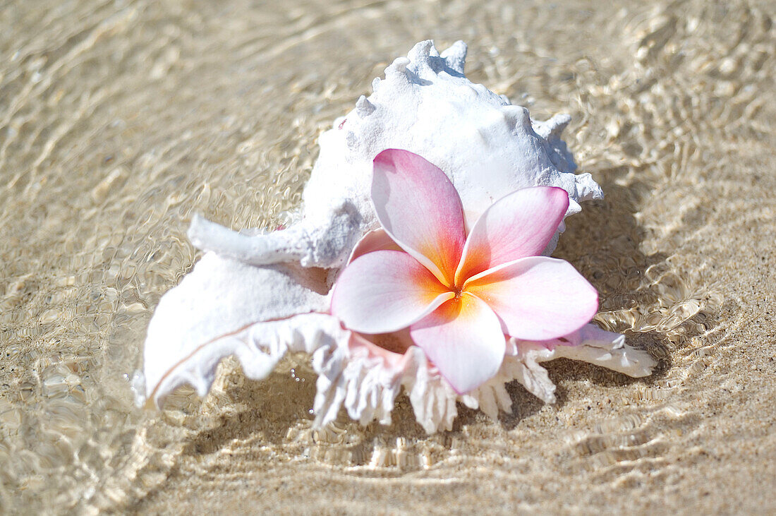 White Murex Shell In Shallow Ocean Water, With Pink Plumeria In Opening.