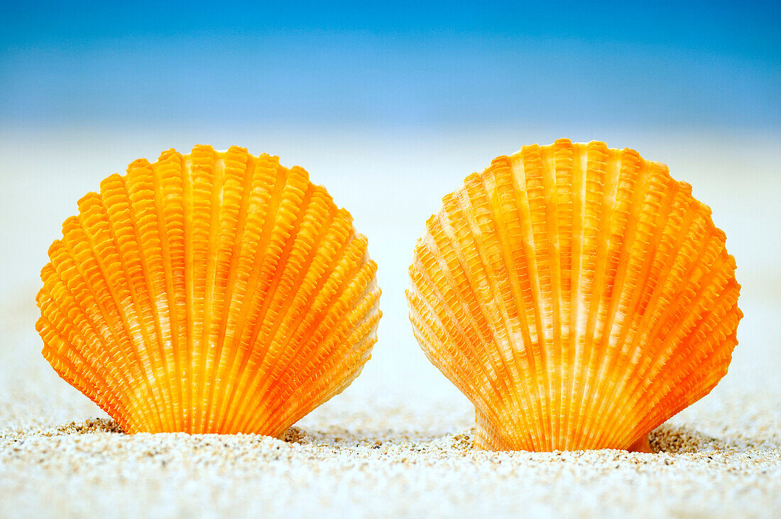 Two Orange Scallop Shells Standing Upright In Sand.