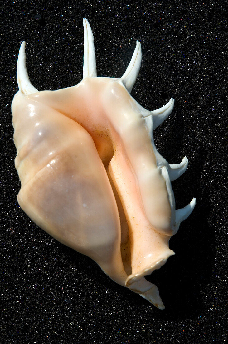 Spider Conch Shell On Black Sand Beach.