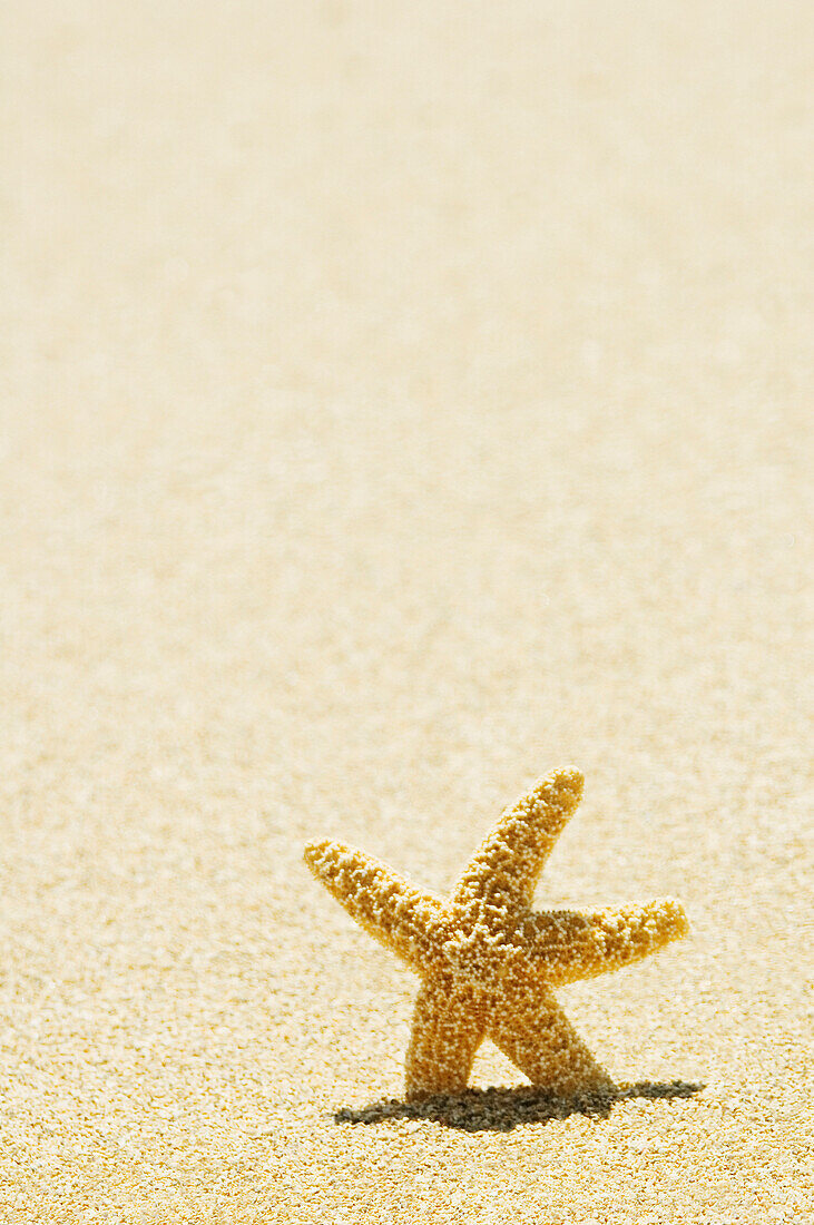 Orange Seastar Standing Upright In Sand.