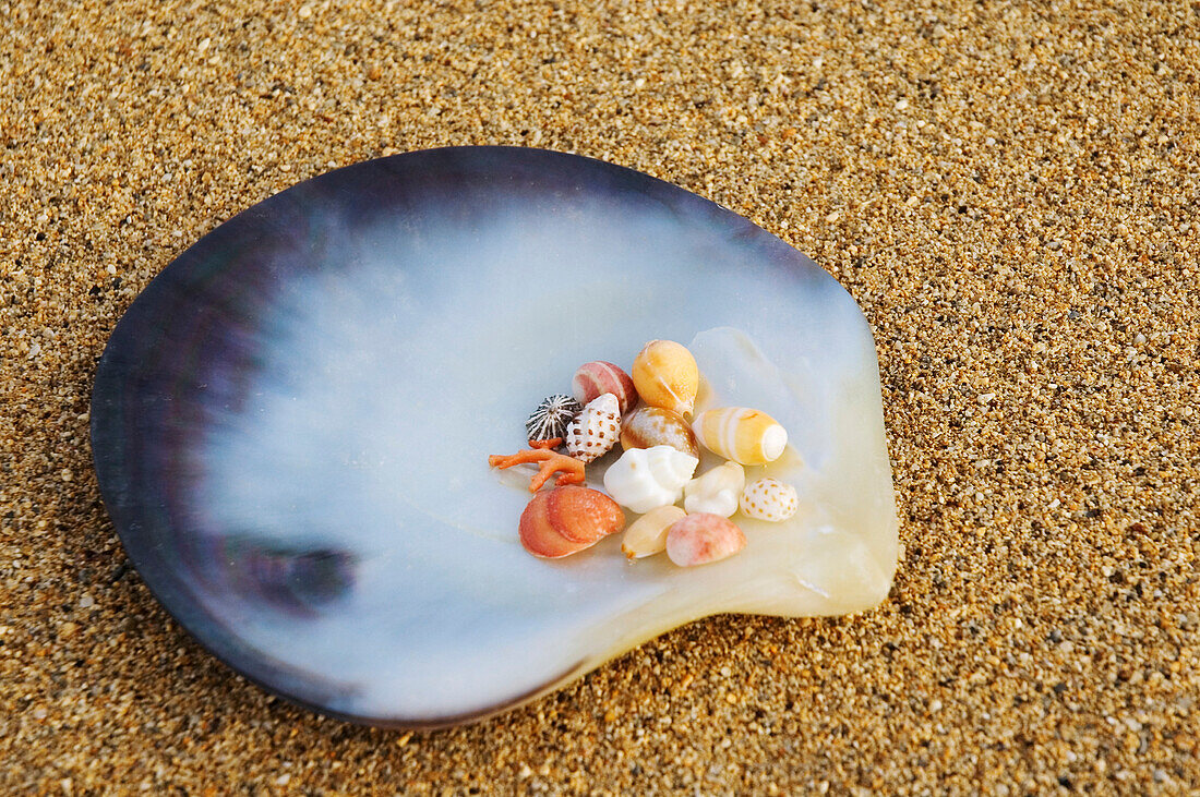 Polished Tahitian Oyster Shell With Assortment Of Small Shells And Coral On Sand.