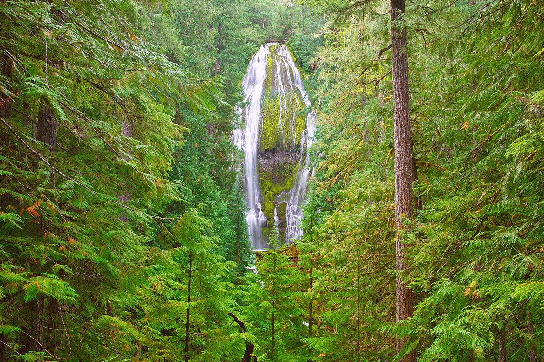 'Proxy Falls In Willamette National Forest; Oregon, United States of America'