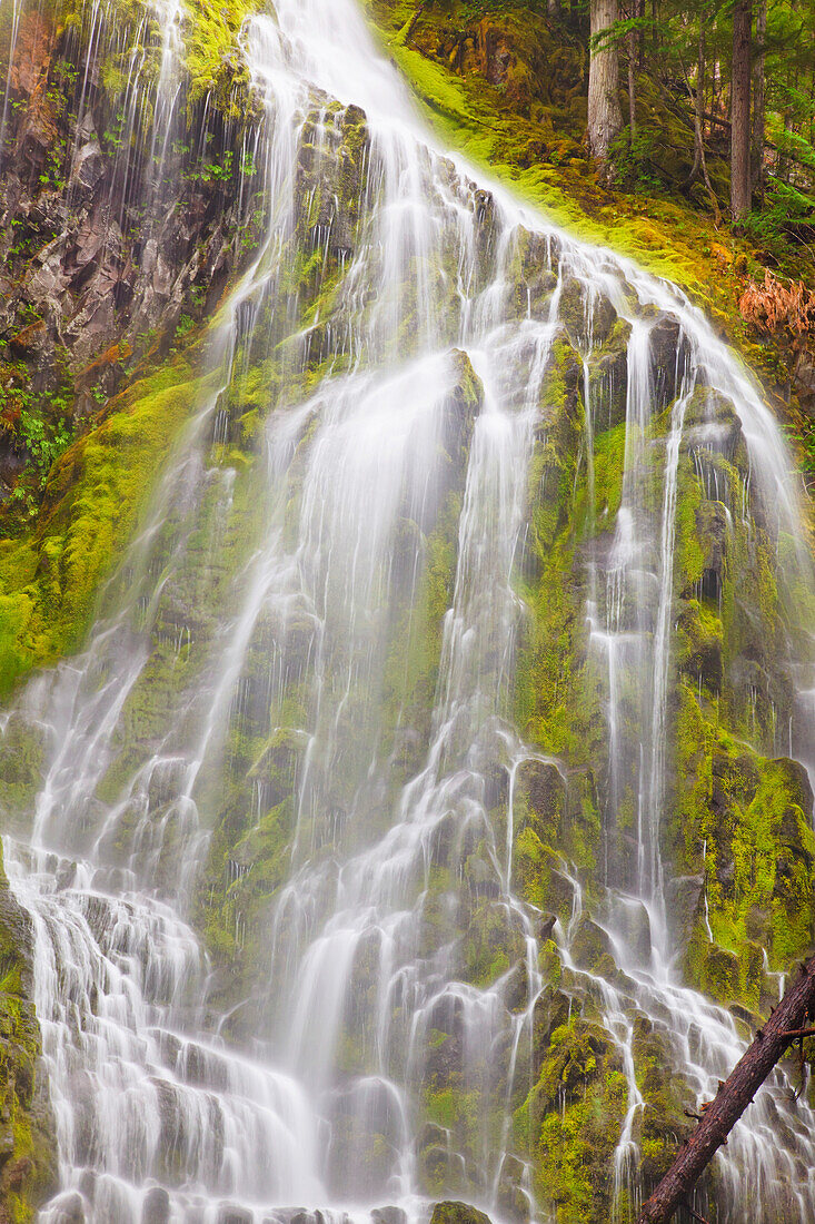 'Proxy Falls In Willamette National Forest; Oregon, United States of America'