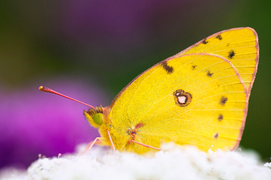 'A Butterfly Sitting On White Flower Blossoms; Dundee, Ohio, United States of America'