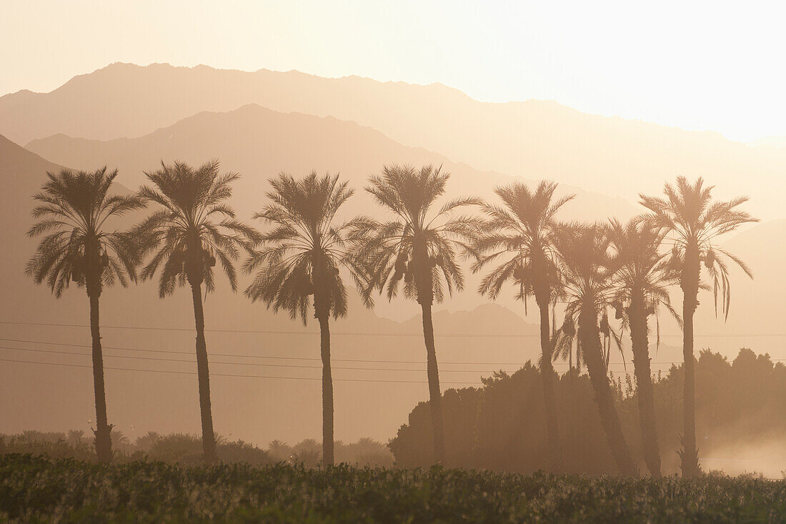 'Silhouette Of Palm Trees And A Mountain Range In The Distance With The Orange Glow Of Sunrise; Palm Springs, California, United States of America'
