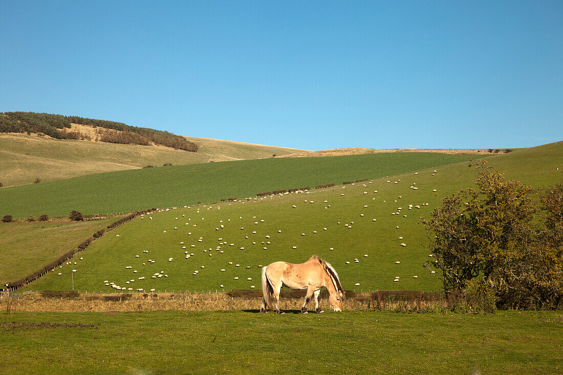 'Fjord Pony And A Flock Of Sheep Grazing In A Field; Northumberland, England'