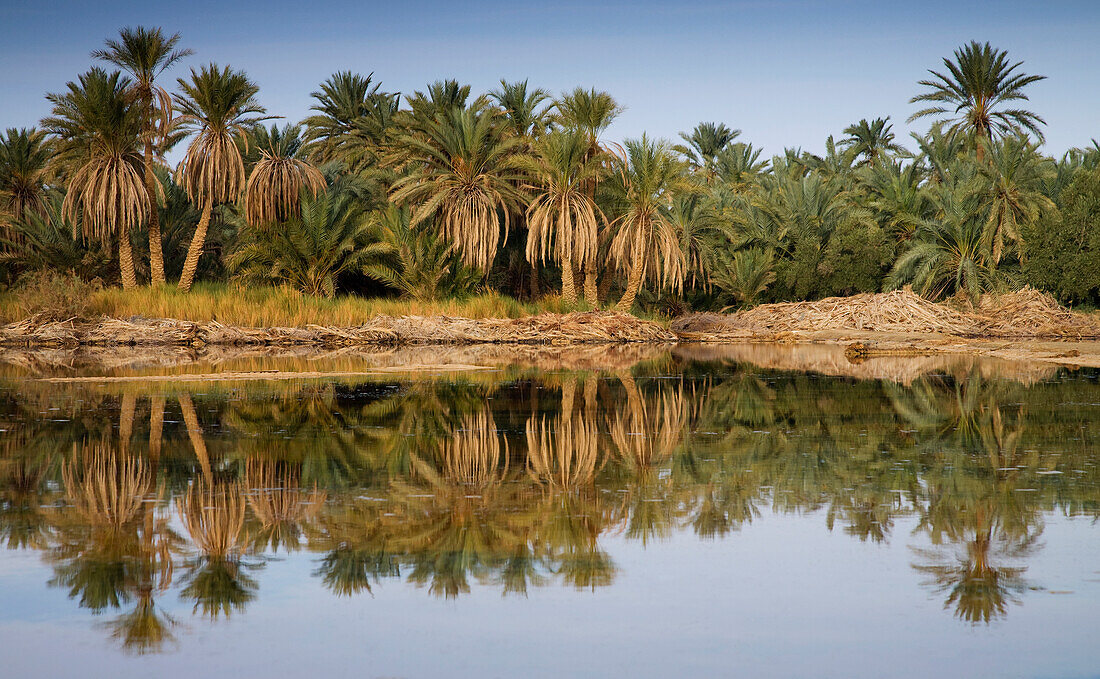 'Water And Palm Trees In The Siwa Oasis; Siwa, Egypt'