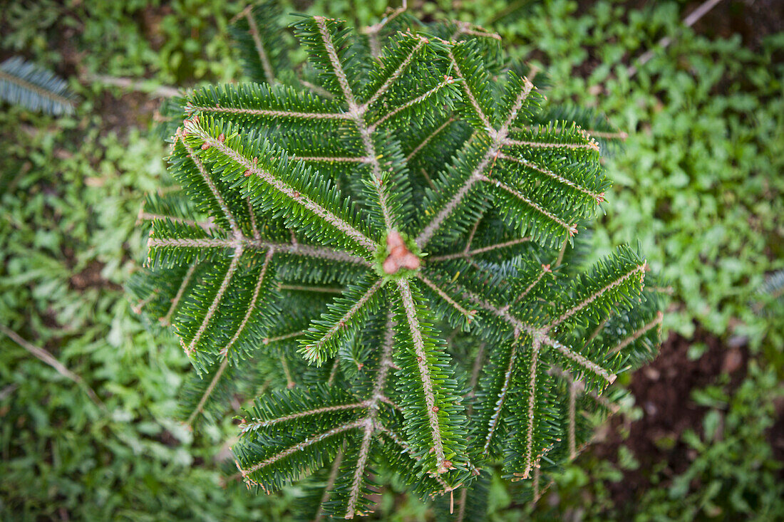 'View Of The Top Of A Coniferous Tree; Everson, Washington, United States of America'