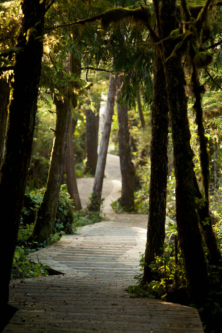 'The Boardwalk Path To Cox Bay Near Tofino; British Columbia, Canada'