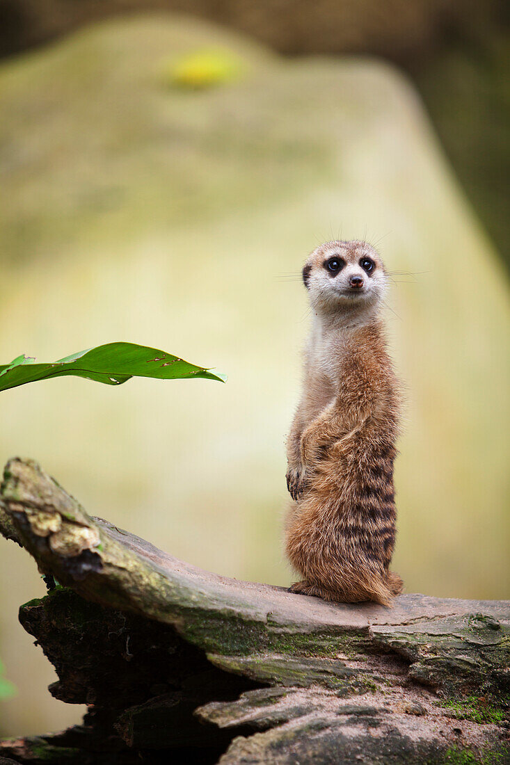 'A Meerkat (Suricata Suricatta) At The Singapore Zoo; Singapore'