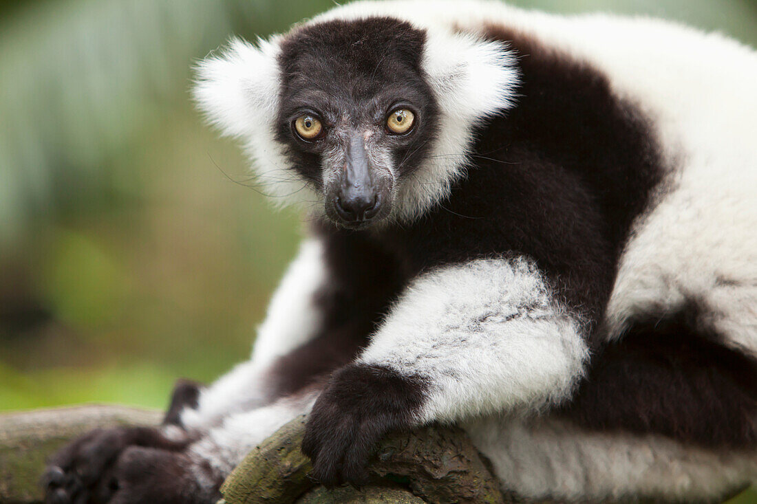 'A Black-And-White Ruffed Lemur (Varecia Variegata) At The Singapore Zoo; Singapore'