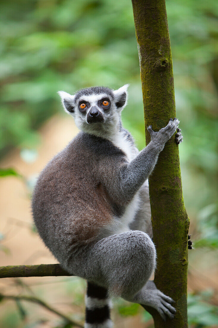 'A Ring-Tailed Lemur (Lemur Catta) Climbs A Tree In The Singapore Zoo; Singapore'