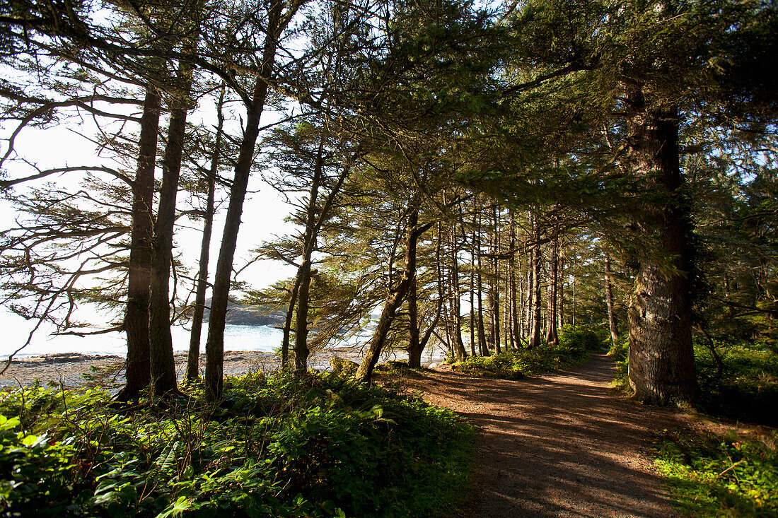 'The Hiking Trail Leading To South Beach In Pacific Rim National Park Near Tofino; British Columbia, Canada'