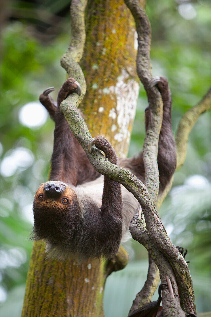'A Sloth Slowly Moves Around Upside Down In Trees At The Singapore Zoo; Singapore'