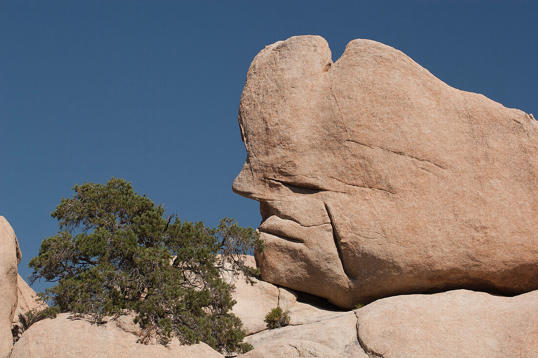 'Unique Face Formation In A Large Rock With Desert Shrub And Blue Sky; Palm Springs, California, United States of America'