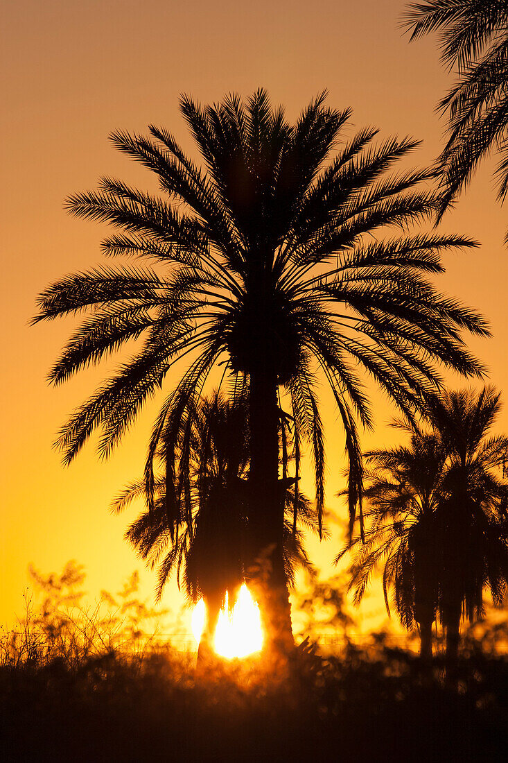 'Silhouette Of Palm Tree In The Desert At Sunset With Sun Burst And Orange Glow; Palm Springs, California, United States of America'