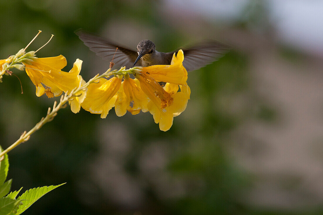 'Close Up Of Hummingbird On Yellow Flowers; Palm Springs, California, United States of America'