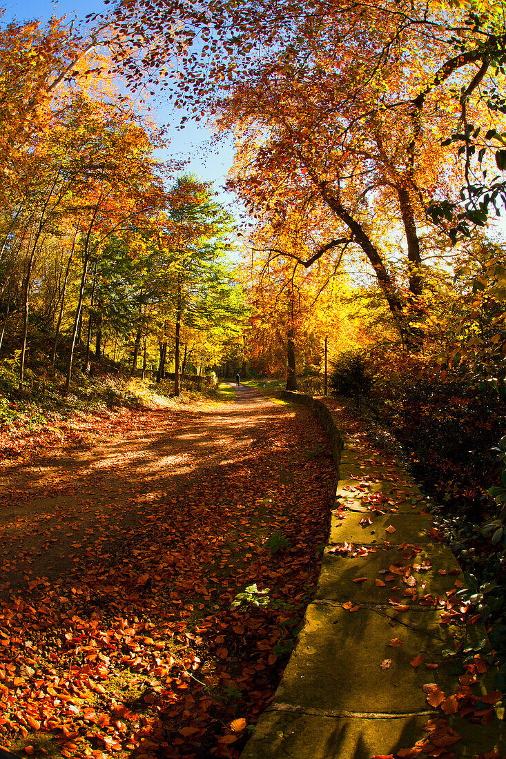 'A Path Covered With Fallen Leaves In Autumn; Durham, England'